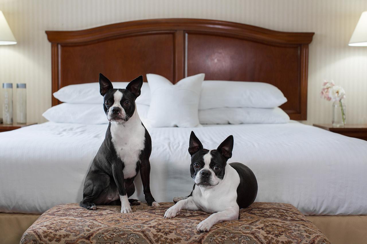Hotel Rogue Regency & 3*